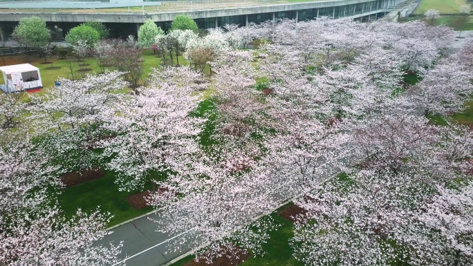 樱花浪漫