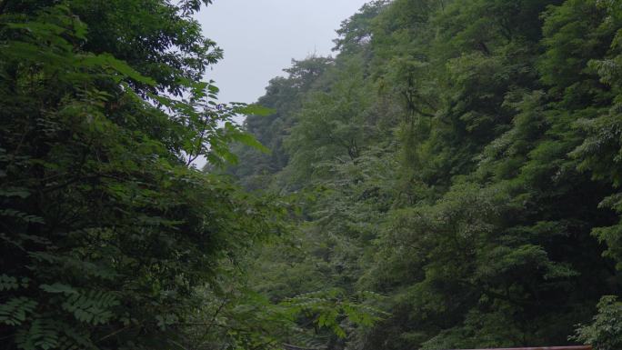 深山里茂密树林绿树成荫