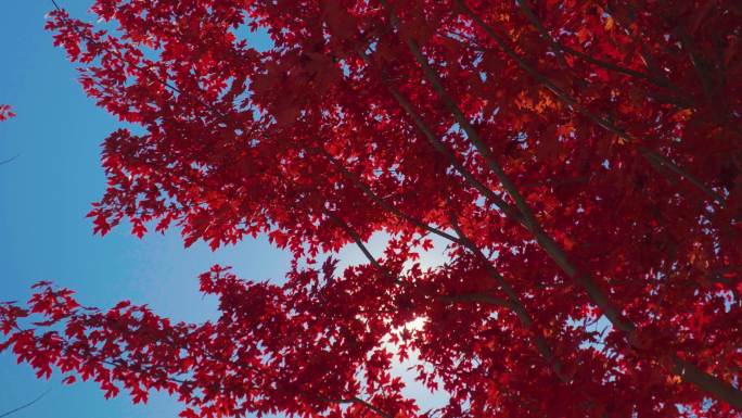 红色枫叶枫树逆光透过树林红叶梦幻特写4k