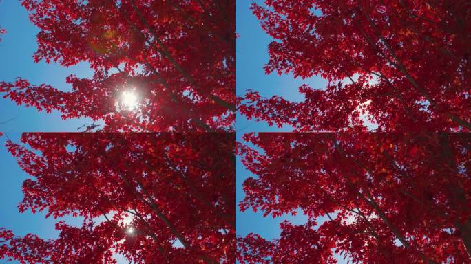 红色枫叶枫树逆光透过树林红叶梦幻特写4k