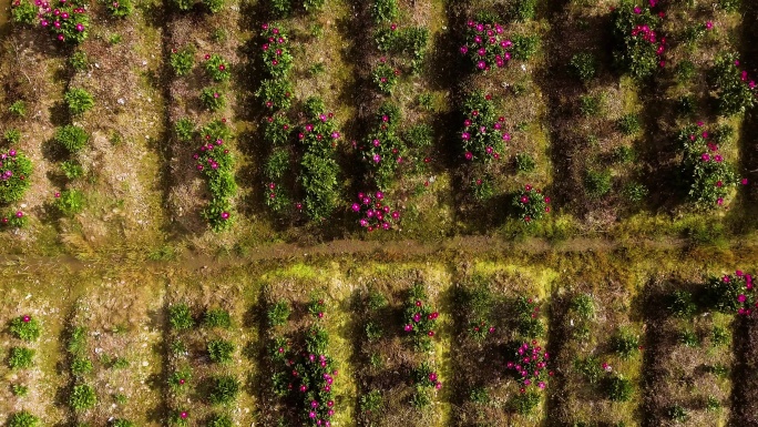 鲜花特写 生态环境 自然风光 实景航拍