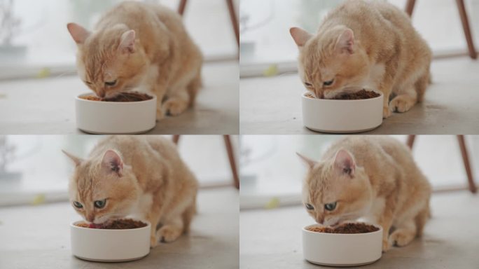 猫条宠物零食猫狗猫粮狗粮