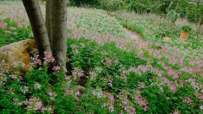 田间小路 花园 公园 花坛 醉蝶花