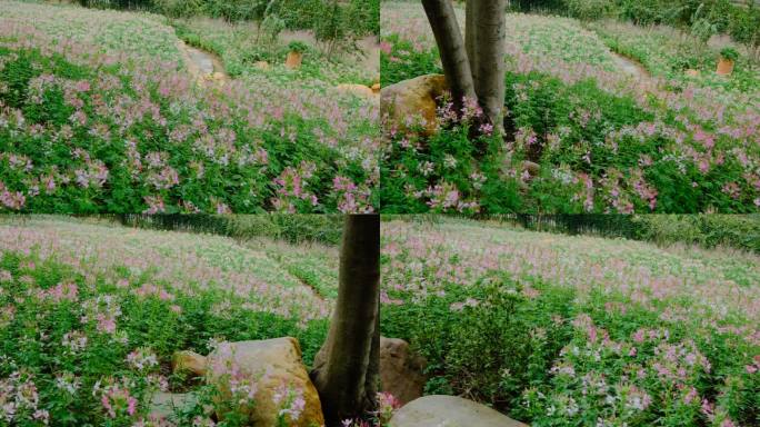 田间小路 花园 公园 花坛 醉蝶花