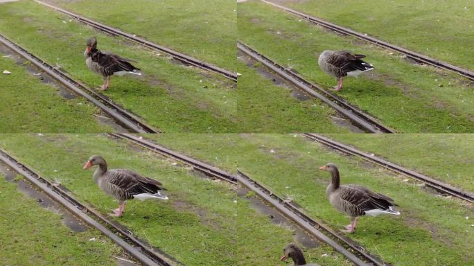可爱的小鸭子在草坪上散步觅食