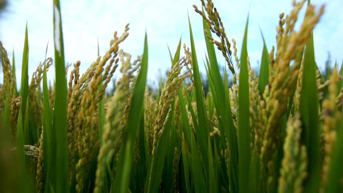 水稻大米的种植生长丰收过程