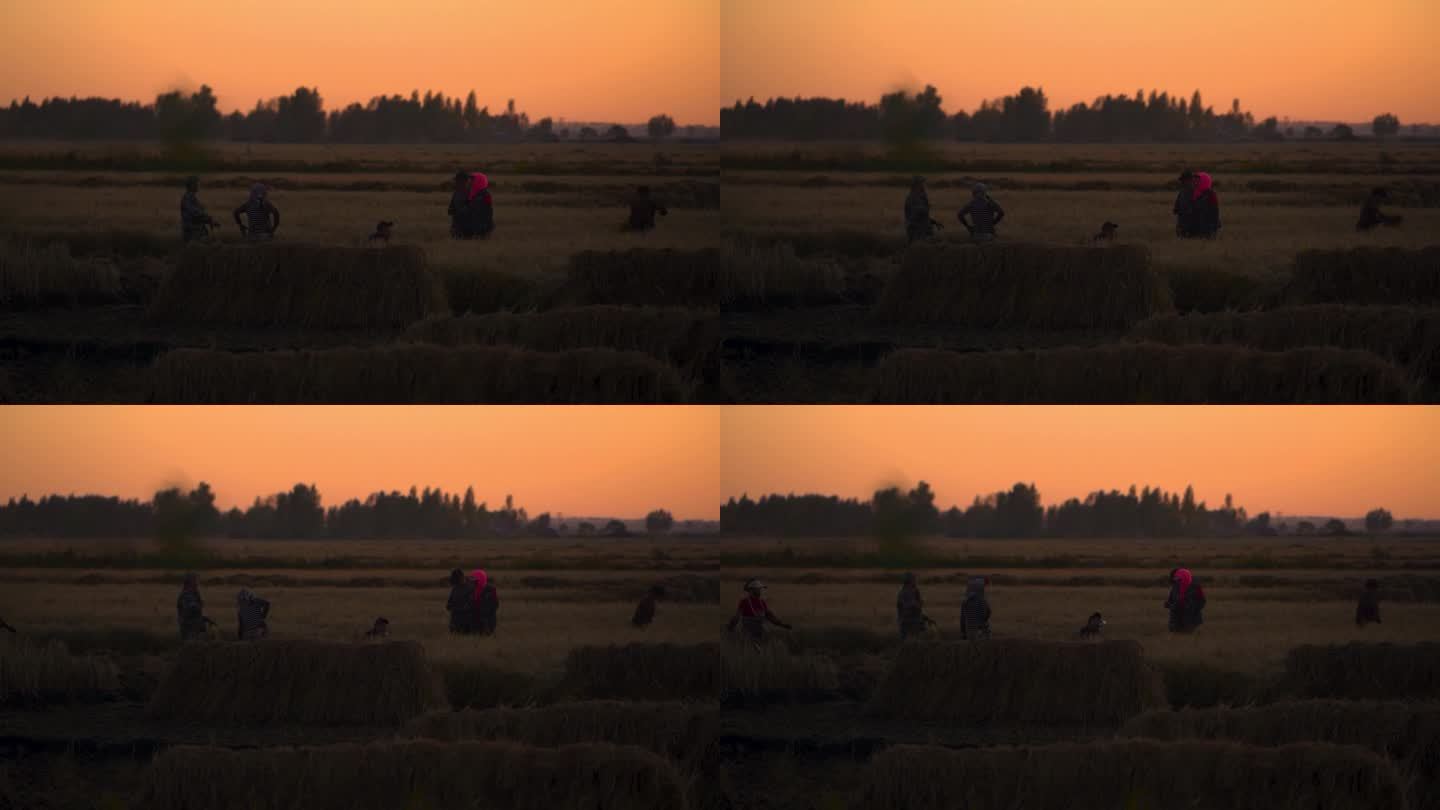 夕阳 下农民割稻