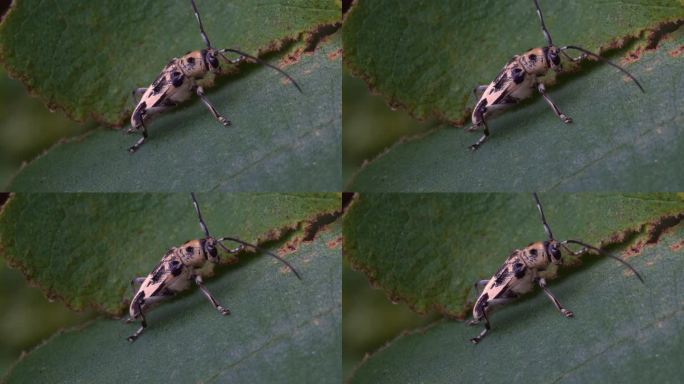 昆虫 昆虫触角 害虫 触角 触须 甲壳虫