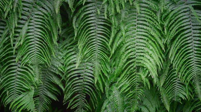 风吹植物 风吹树叶 绿色生态 绿色城市