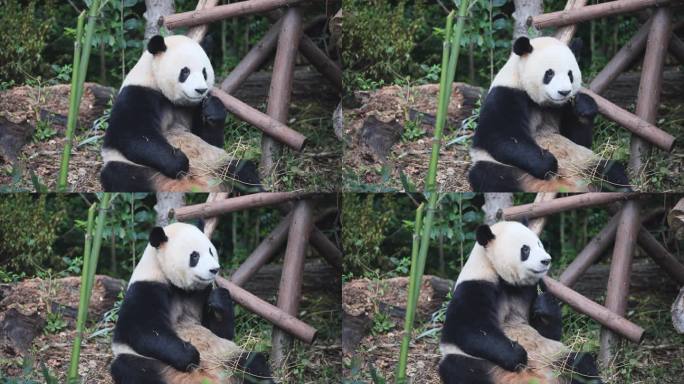 熊猫坐立吃竹子