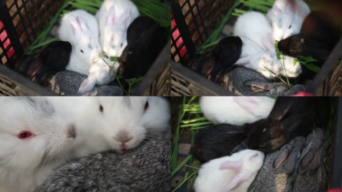 筐子里的兔子小白兔小灰兔小黑兔