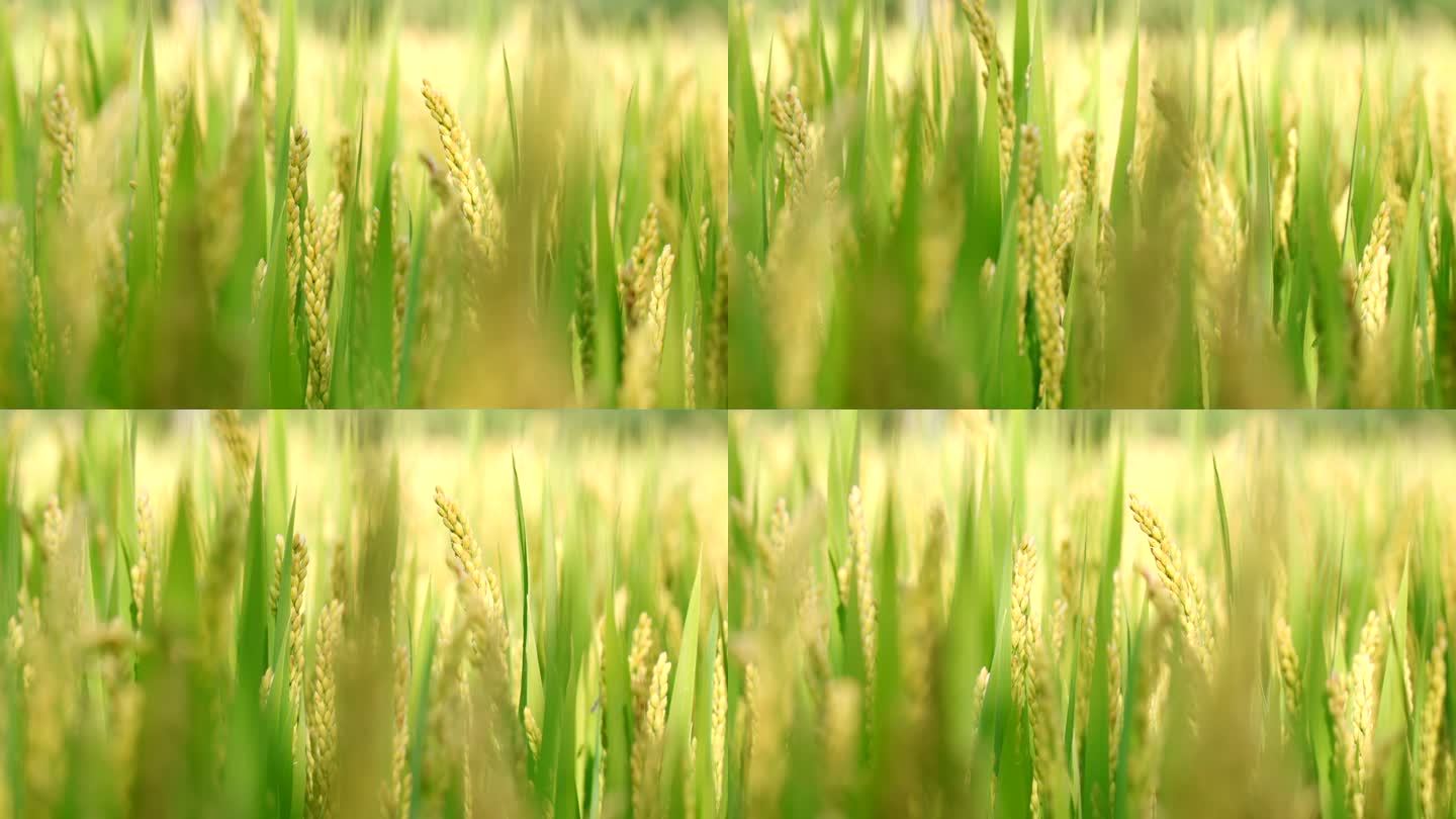 【4K】阳光下水稻近景