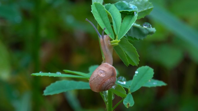 蜗牛 昆虫 蜗牛爬行 生态 农业