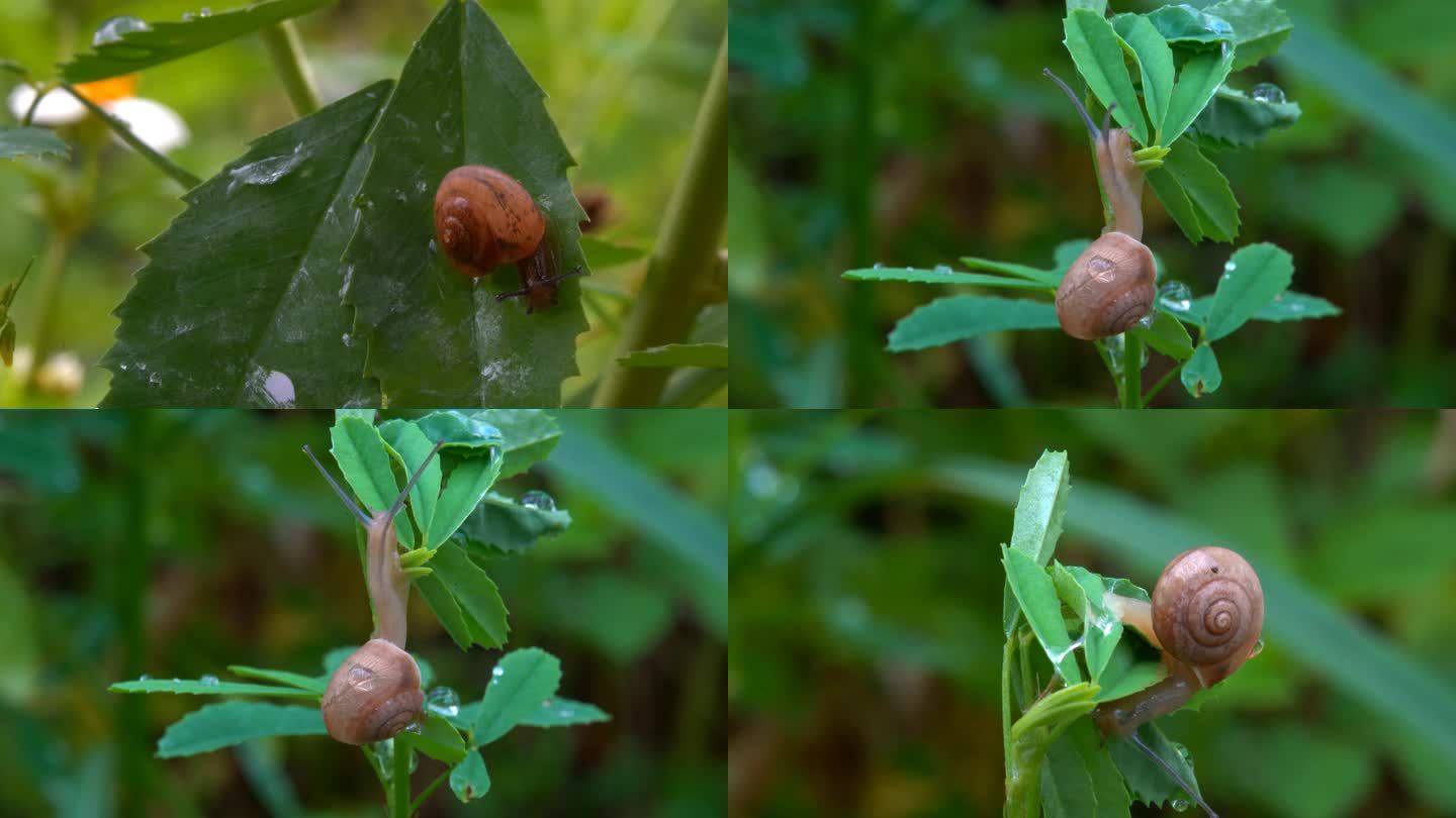 蜗牛 昆虫 蜗牛爬行 生态 农业