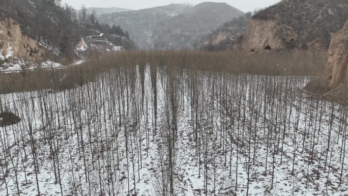 雪地 树林  树木 柳树