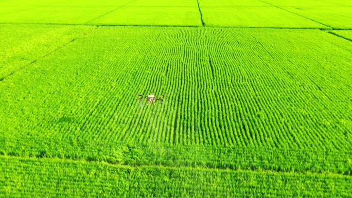 航拍无人机给水稻大田农业喷洒农药