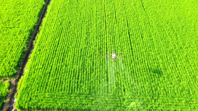 航拍无人机给水稻大田农业喷洒农药