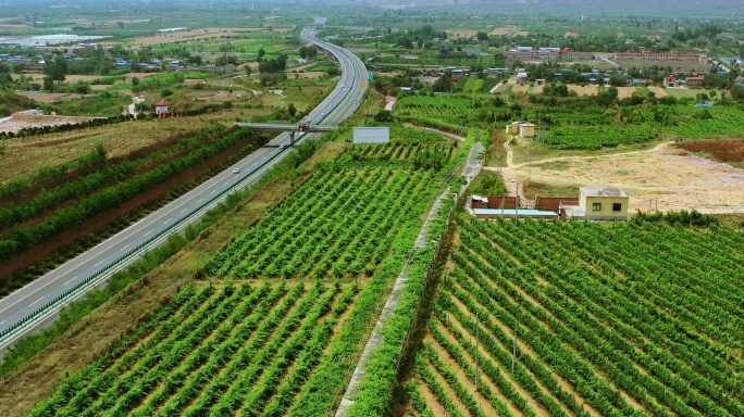 农业关中户太八号葡萄园种植基地葡萄酒庄园