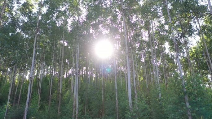 风吹树林光影阳光树叶森林树丛枝干枝叶丛林