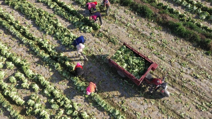 俯视农民在乡间田里采收大白菜