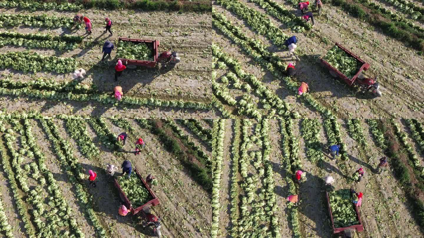 俯视农民在乡间田里采收大白菜