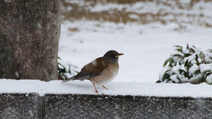 雪中的白腹鸫