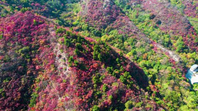 航拍秋天柏尖山红叶 植物风景