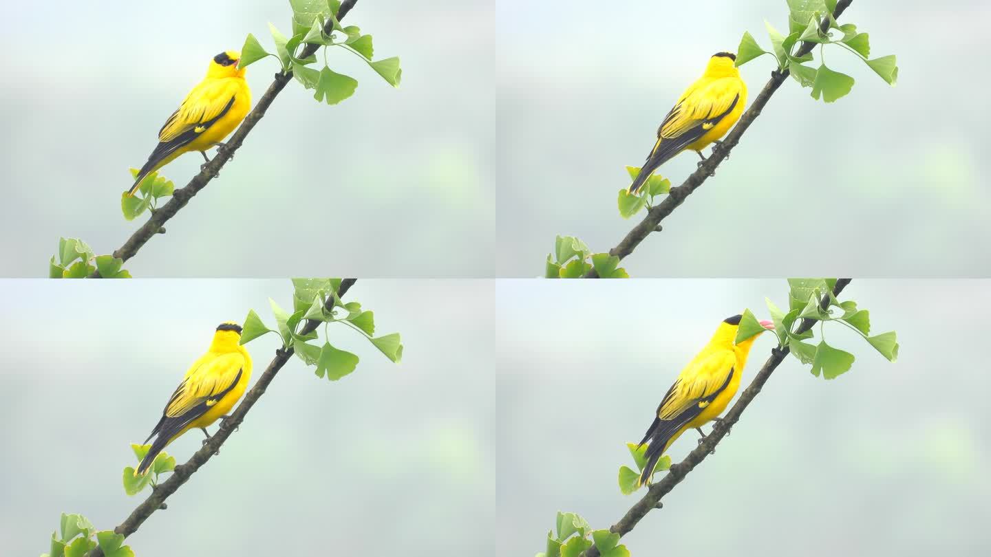 银杏树上的黄鹂鸟，黄鹂鸟叫声