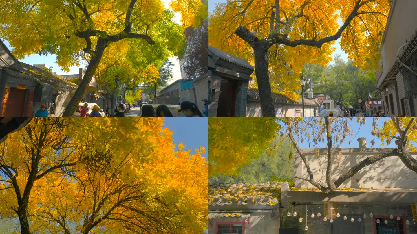 北京秋天胡同金黄树叶