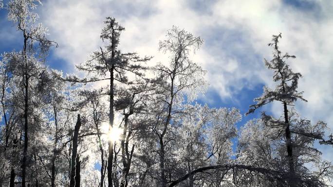 大兴安岭雪树雾凇