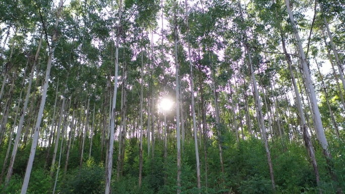 风吹树林摇摆曳森林快速林人工种植林小树林