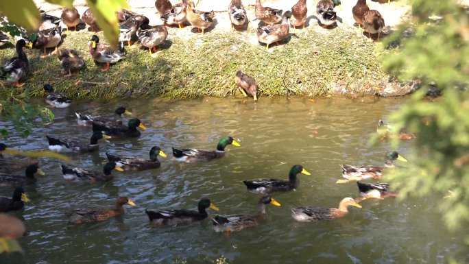 河道散养麻鸭