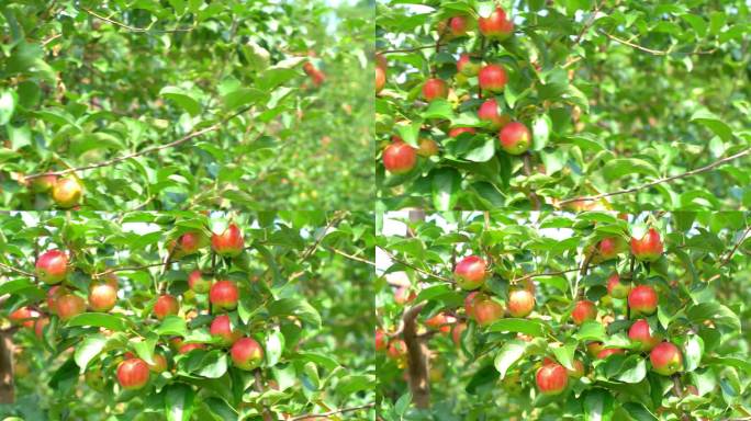 采摘园苹果采摘，结满苹果的果树