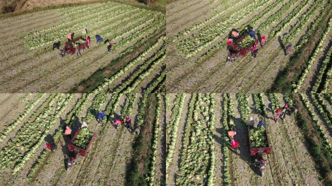俯拍农民在乡间田里采收大白菜