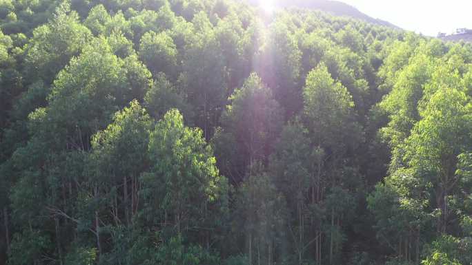 风吹树林光影阳光树叶森林树丛枝干枝叶丛林