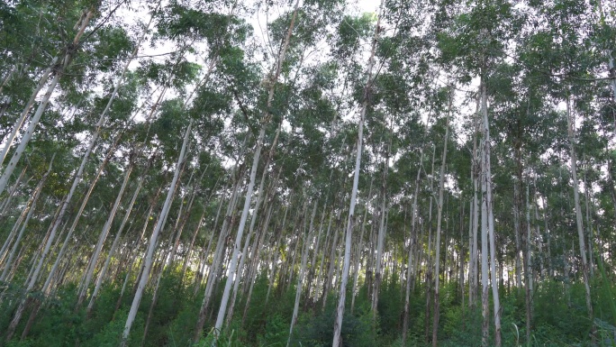 风吹树林摇摆曳森林快速林人工种植林小树林