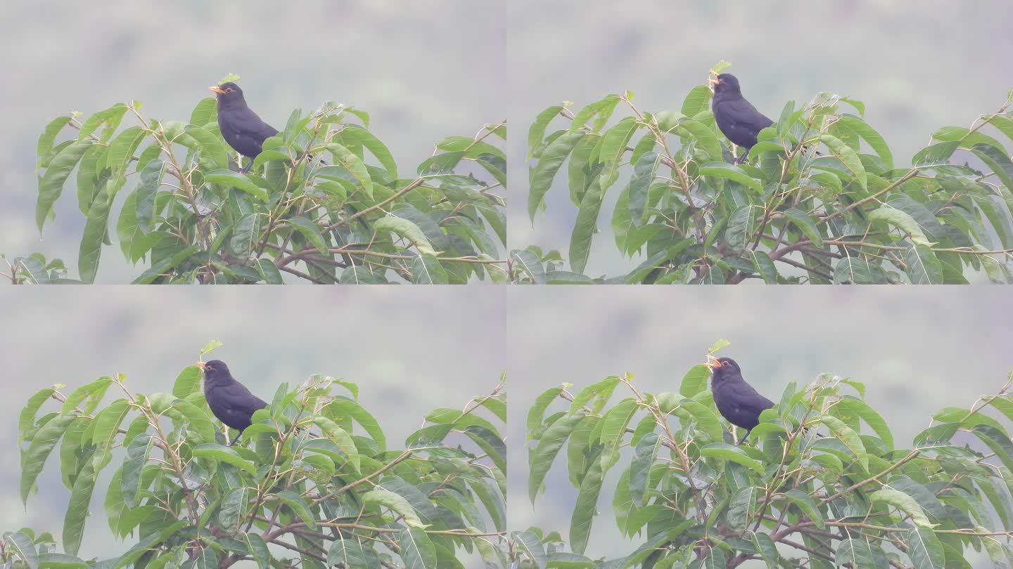 黄角树上的乌鸫鸟，好听的乌鸫叫声