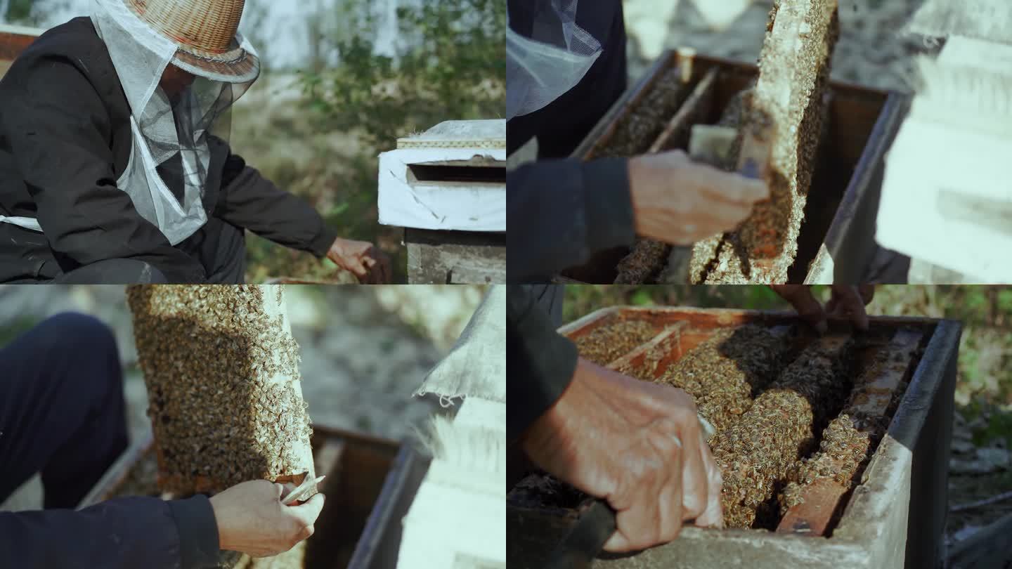 采蜂人 密封 蜂蜜 养蜂1