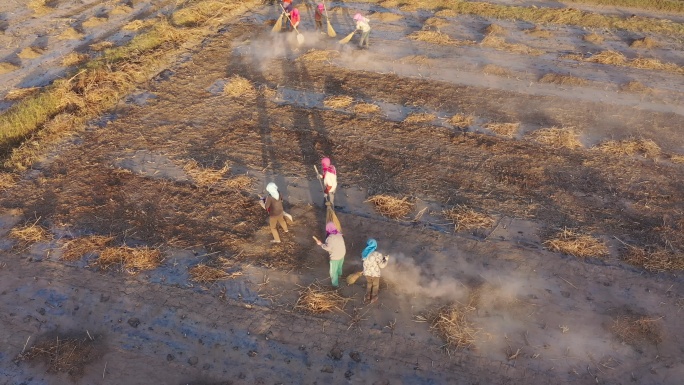 农民在乡间田里收集波斯菊种子
