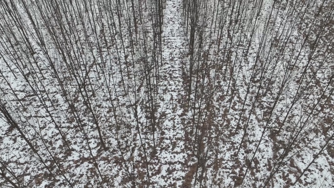 雪地 树林  树木 柳树
