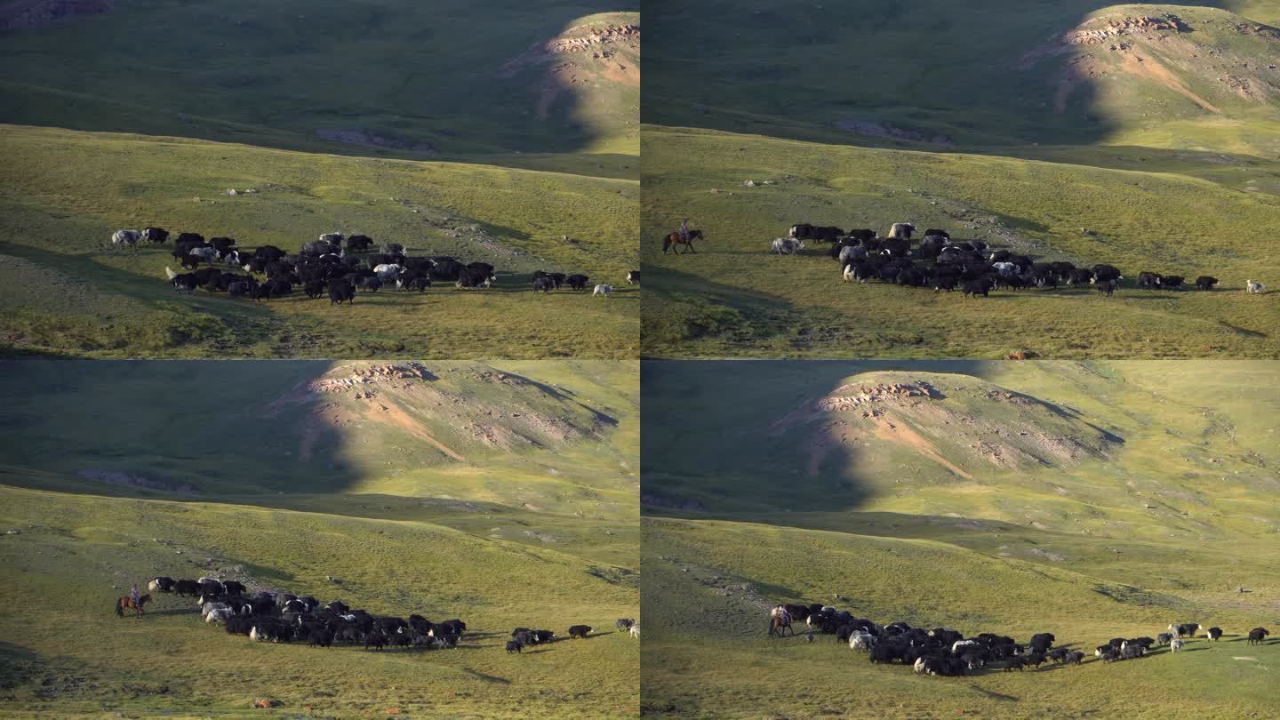 内蒙古草原牦牛