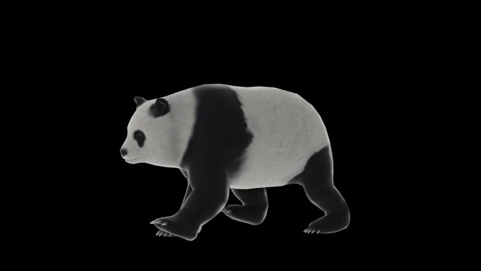 熊猫走路动画透明通道素材