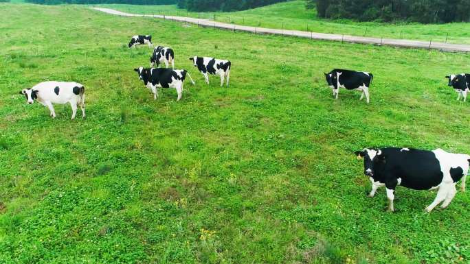 奶牛 牲畜 农场 牛吃草
