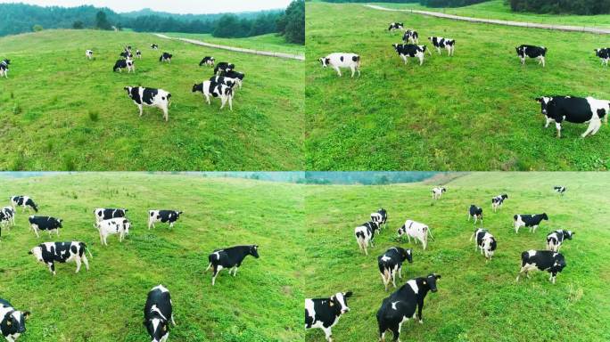 奶牛 牲畜 农场 牛吃草