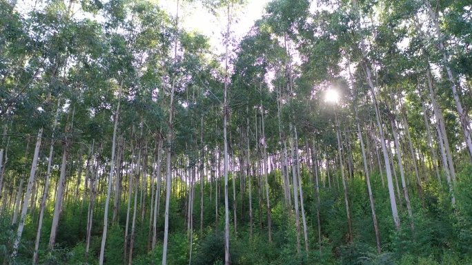 风吹树林摇摆曳森林快速林人工种植林小树林