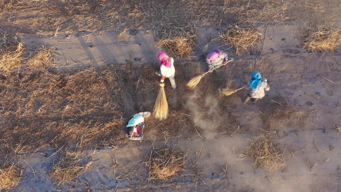 农民在乡间田里收集波斯菊种子