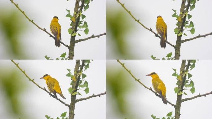 野外实拍漂亮的黄鹂鸟，黄鹂鸟叫声