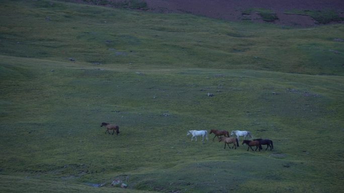 内蒙古草原马群