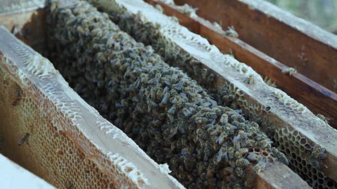 采蜂人 密封 蜂蜜 养蜂2