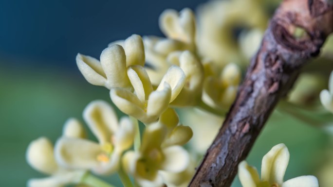 桂花花蕊开放植物生长时光流逝特写延时